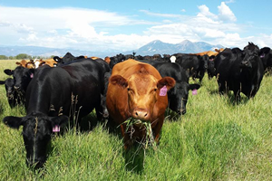 Princess Beef Ranch, Colorado