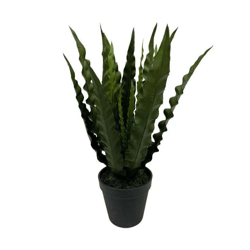 purple and green plant indoor Gynura aurantiaca 'Purple Passion'