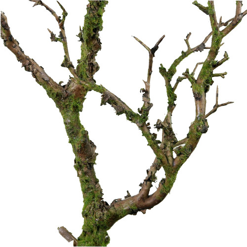 Wildwood Artificial Tree Branch 70cm Natural Brown With Moss detail