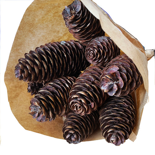Natural Preserved 10-14cm Rai Cone bunch