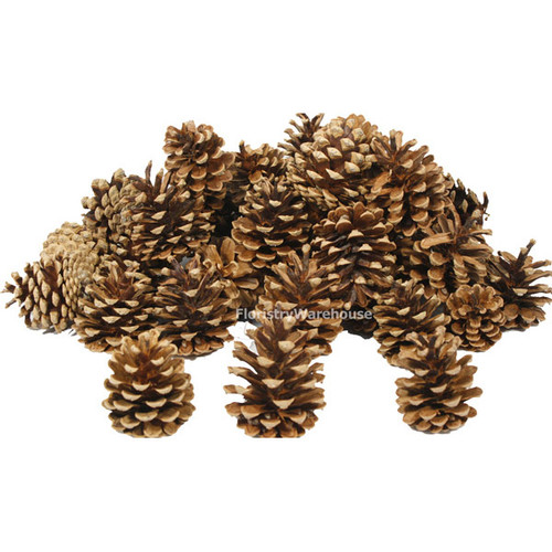 1kg Bag Austriaca Pine Cones 5-8cm Approximately 50 Cones