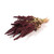 Dried Bunch Natural Amaranthus Red