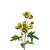 Faux Silk Helleborus Flower Stem Green Burgundy