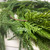 Soft Touch Mixed Artificial Pine Garland detail