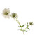 White Faux Silk Scabiosa or Scabious Flower Stem