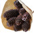 Natural Preserved 10-14cm Rai Cone bunch