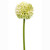 Allium Artificial Single Flower Stem Cream 55cm