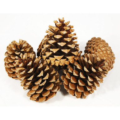 25 Mini Pine Cones White or Brown White Pine Cones Brown and 