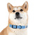 Title: Classic Style C-Portal Dog Collar | Fodeliah