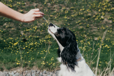 Your guide to essential oils for dogs | Buy Organics Online