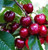 Red Hill Fresh Organic Cherries per kg
