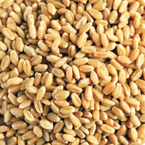 Red Hill Fresh Organic Wheat Grain Hard 20kg BULK