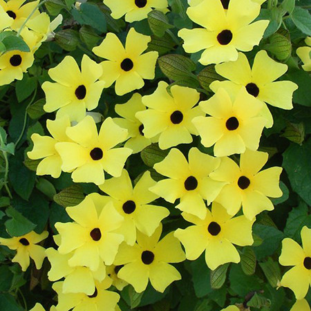 Vine Thunbergia Black Eyed Susan Yelllow 5"