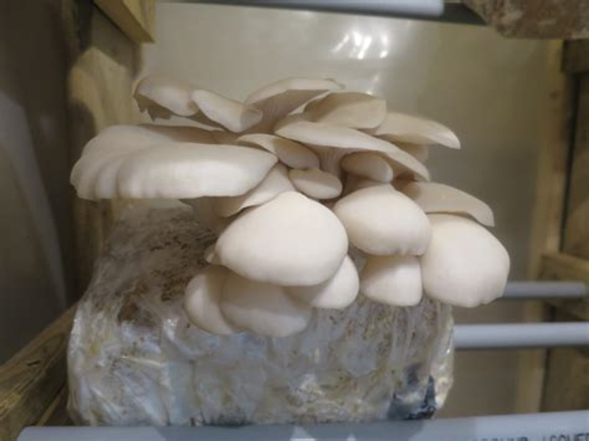 Mycélium de Girolle Grise - Kit culture Champignons - grow