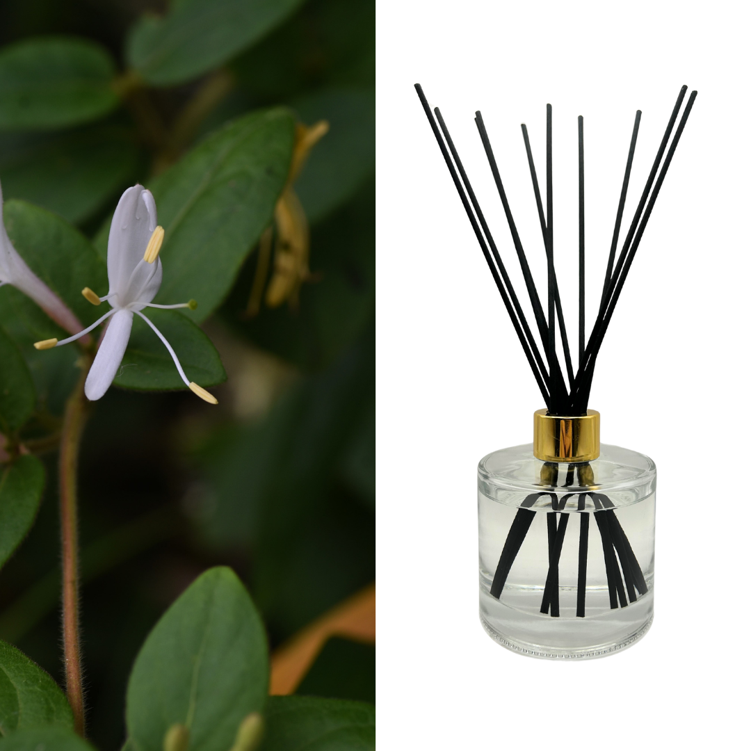 Japanese Honeysuckle Reed Diffuser Set - Wicked Earth