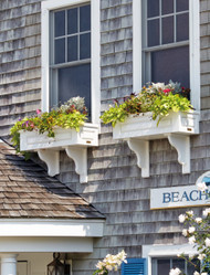 Window Box Flowers: 8 Beautiful Options to Enhance Your Window Decor