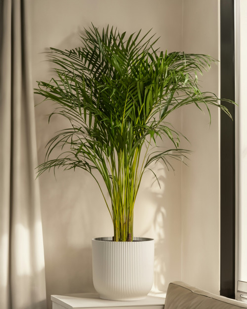 Palm
