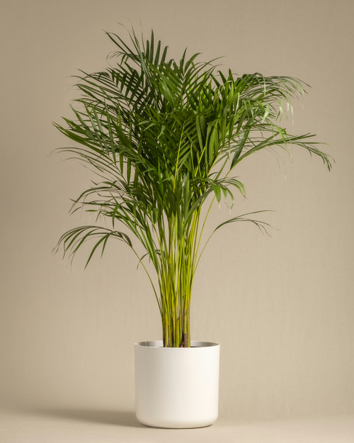 Palm