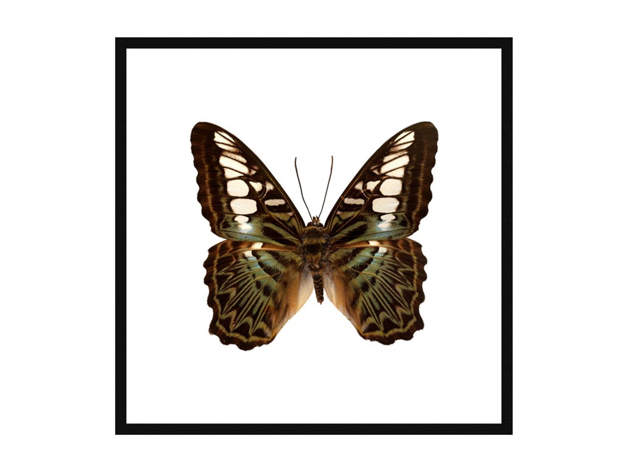 Clipper Butterfly Ultra High Resolution Print