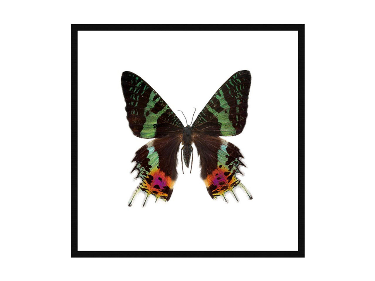 Sunset Moth Print Ultra High Resolution Print