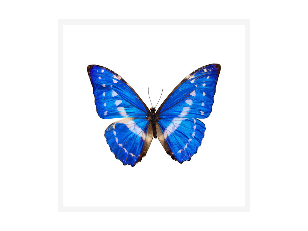 Morpho Cypris Butterfly Ultra High Resolution Print by The