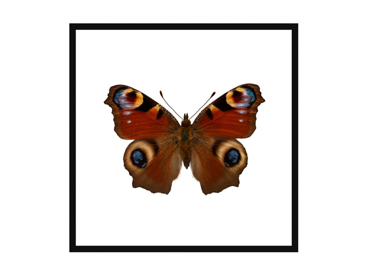 Peacock Butterfly Ultra High Resolution Print