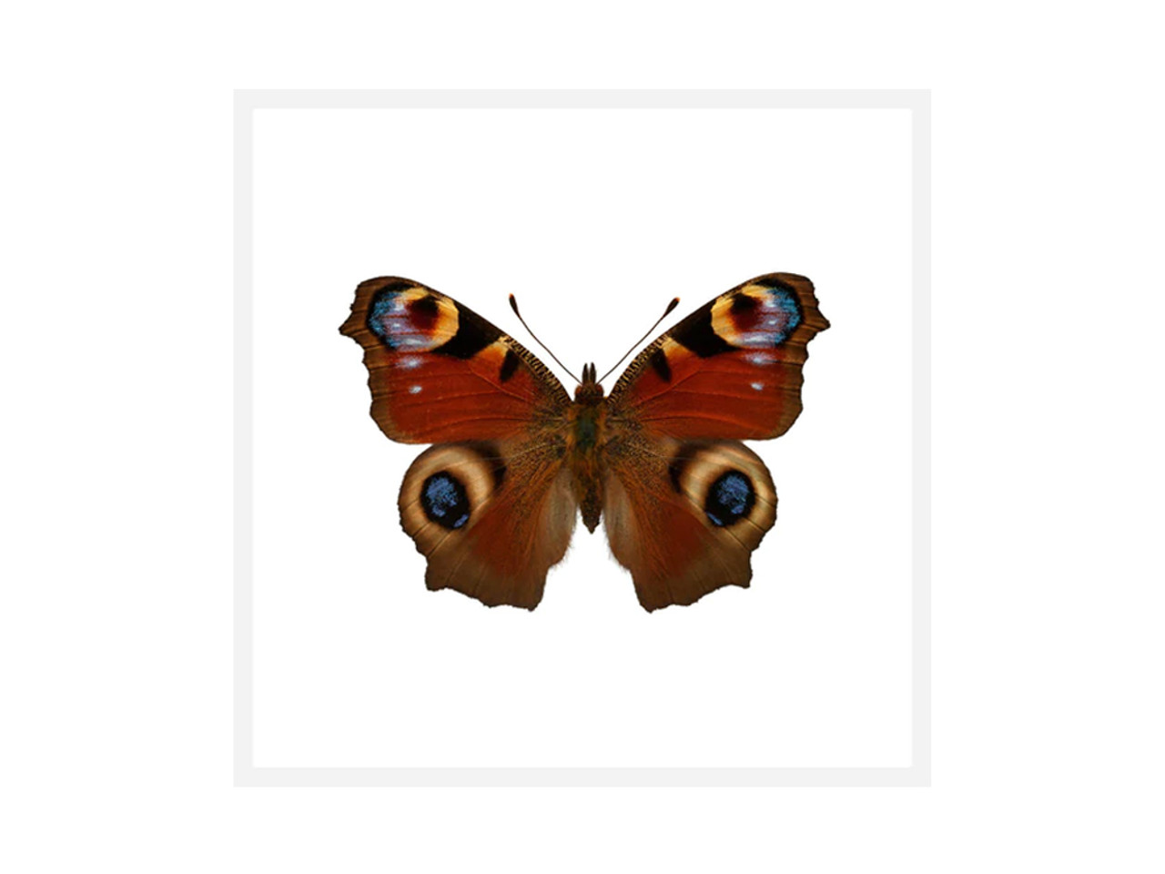 Peacock Butterfly Ultra High Resolution Print