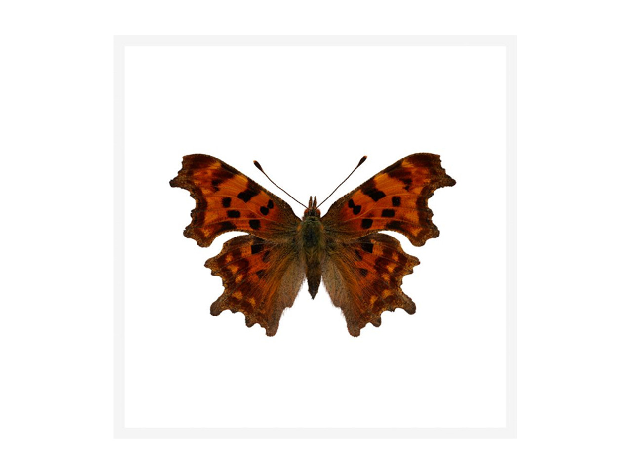 Polygonia c-album Butterfly Ultra High Resolution Print