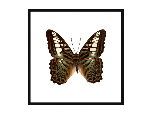 Clipper Butterfly Ultra High Resolution Print