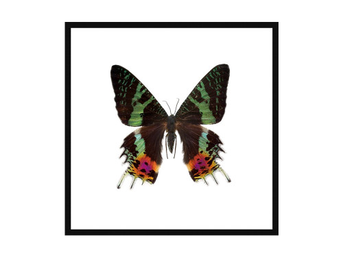 Sunset Moth Print Ultra High Resolution Print