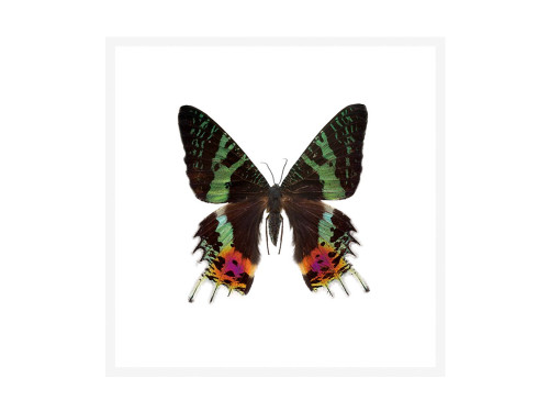 Sunset Moth Print Ultra High Resolution Print