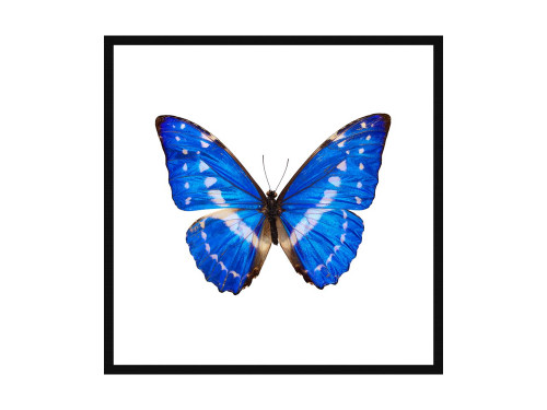 Morpho Cypris Butterfly Ultra High Resolution Print