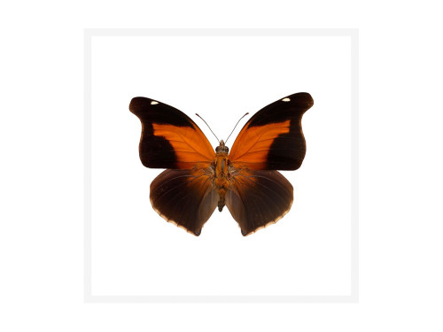 Sticky Leaf Wing Butterfly Ultra High Resolution Print