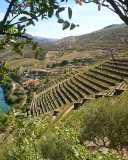 Taylor's Vintage Port 2003 x 6 Bottles