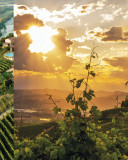 Gaja Sperss Barolo DOCG 2019