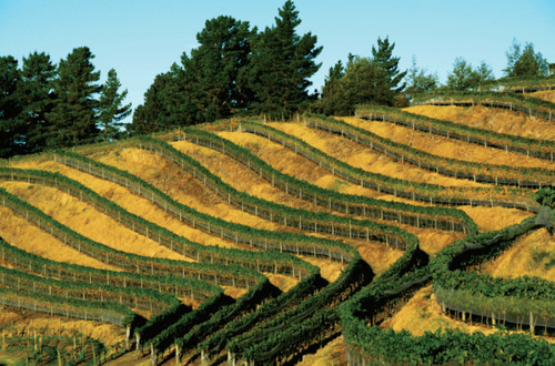 THE END OF ESK VALLEY’S HEIPIPI TERRACES.
