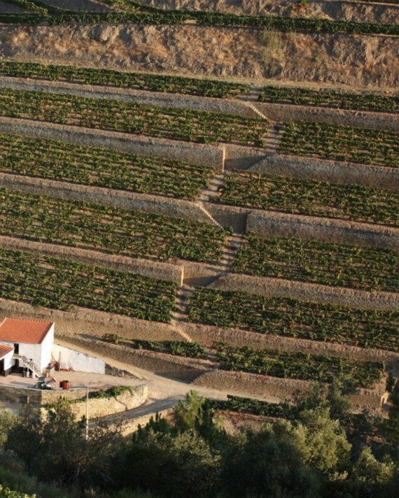 Taylor's Vintage Port 2018