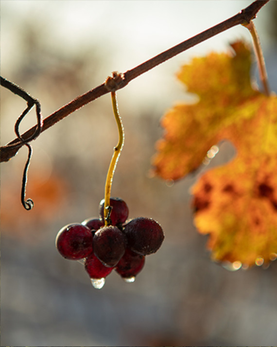 Gaja Sperss Barolo DOCG 2019