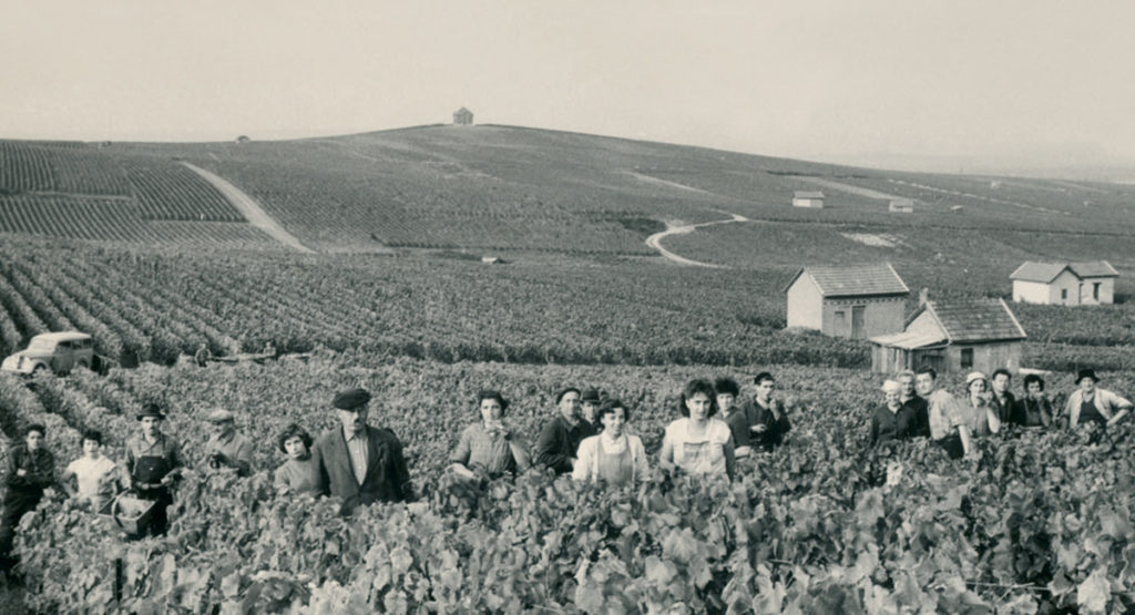 Grape harvest at Cramant in 1960 with Pierre Gimonnet