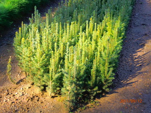 White Spruce A+2, over 500 Trees