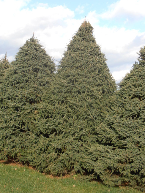 Black Hills Spruce A+2, 250 Trees