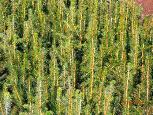 Norway Spruce A+2, over 500 Trees