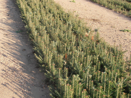 Black Spruce A+2, over 500 Trees