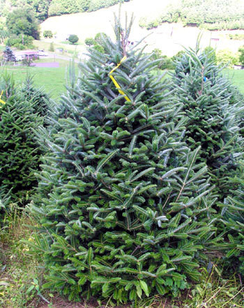 Fraser Fir - Mt. Rogers A+3, 25 Trees