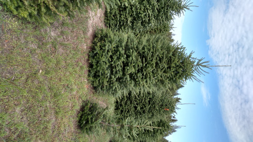Canaan Fir A+3, 25 Trees