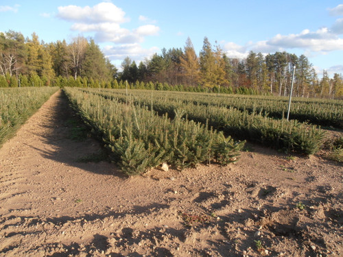 Fraser Fir - Mt. Rogers A+2, over 500 Trees