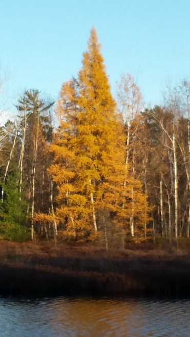 Tamarack A+2, 25 Trees