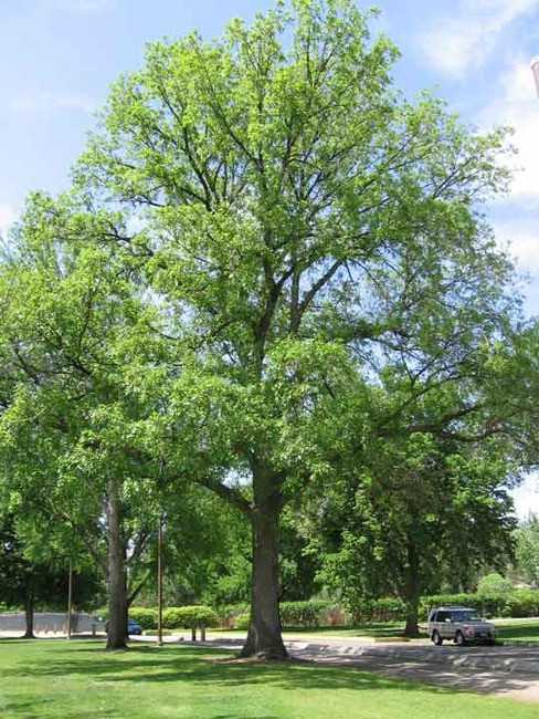 Bur Oak Seedlings 2-0,  500 Trees
