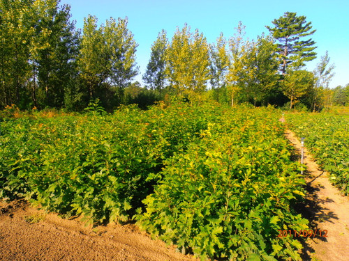 Red Oak Seedlings 2-0, over 500 Trees