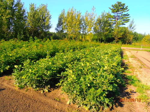 White Oak Seedlings 2-0, over 500 Trees